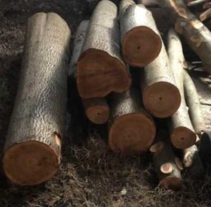 چوب پالونیا هیبرید قیمت چوب پالونیا گردبینه خرید و فروش چوب پالونیا هیبرید قیمت چوب درخت پالونیا هیبرید